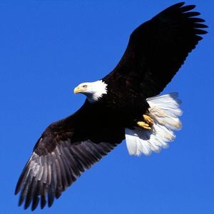 Meet your Posher, Anival